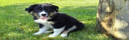 Australian Shepherd dogs for sale: Skip - Ad 8