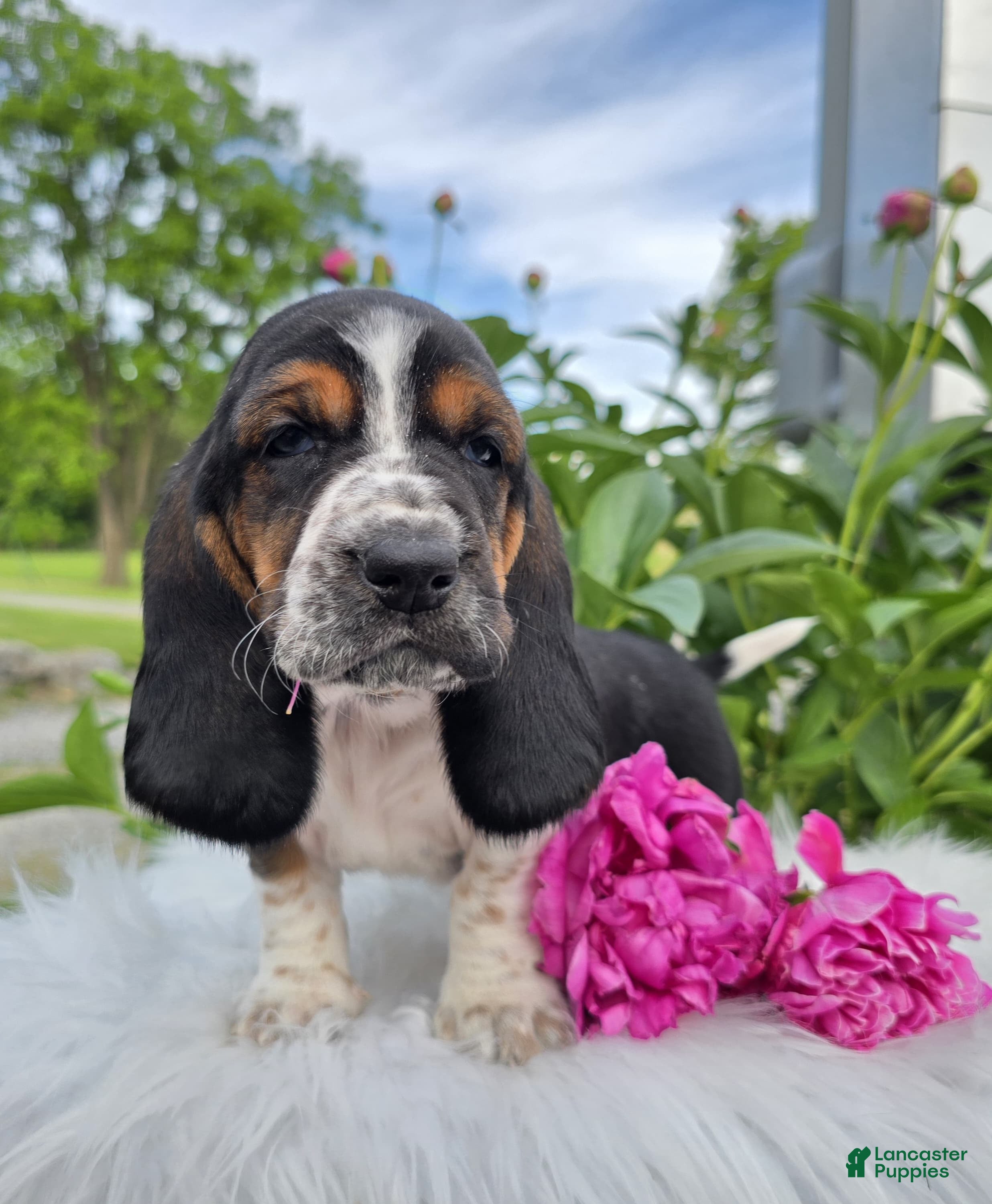 Basset Hound dogs for sale: Lucy - Ad 2