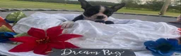 Boston Terrier dogs for sale: Boston Terrier 4 - Ad 3