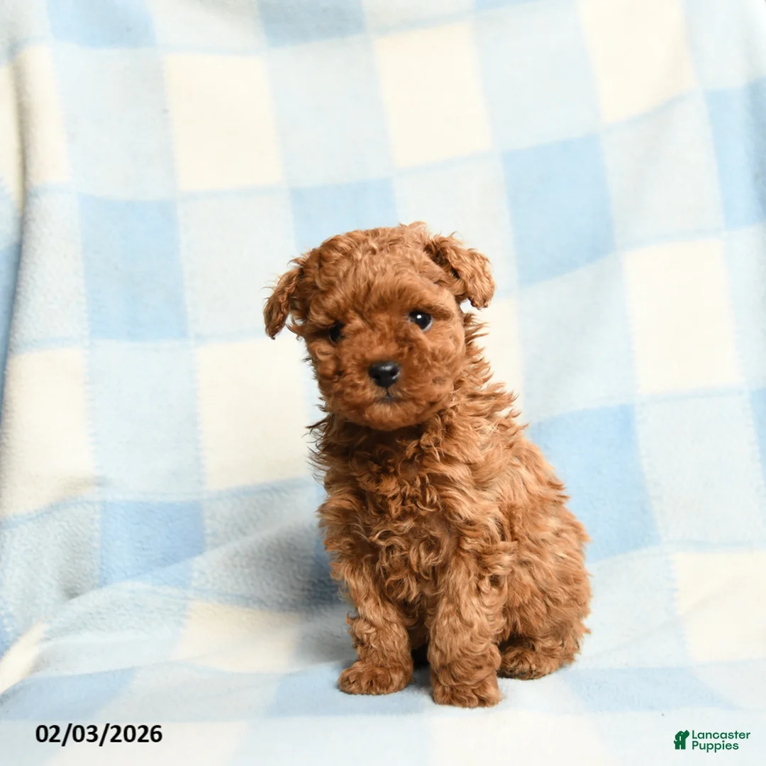 Toy Poodle dogs for sale: Starla - Ad 5