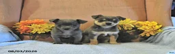 Chihuahua dogs for sale: Sparky   - Ad 5