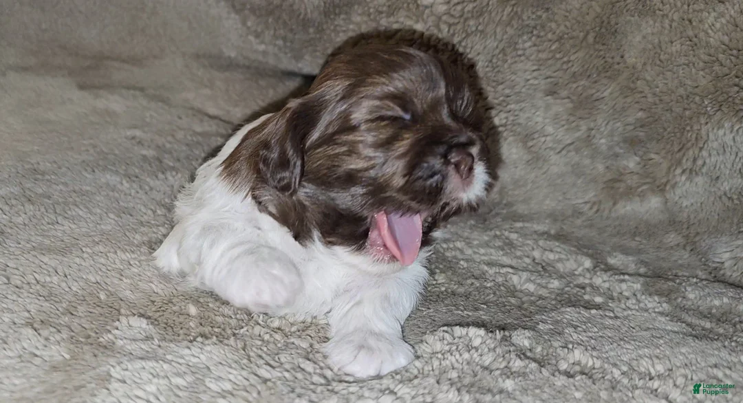 Mixed Breed dogs for sale: Bark Vader  - Ad 2
