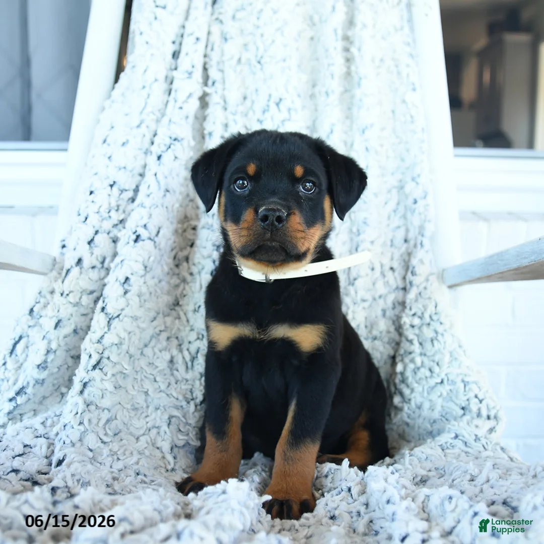 Rottweiler dogs for sale: Roscoe - Ad 3