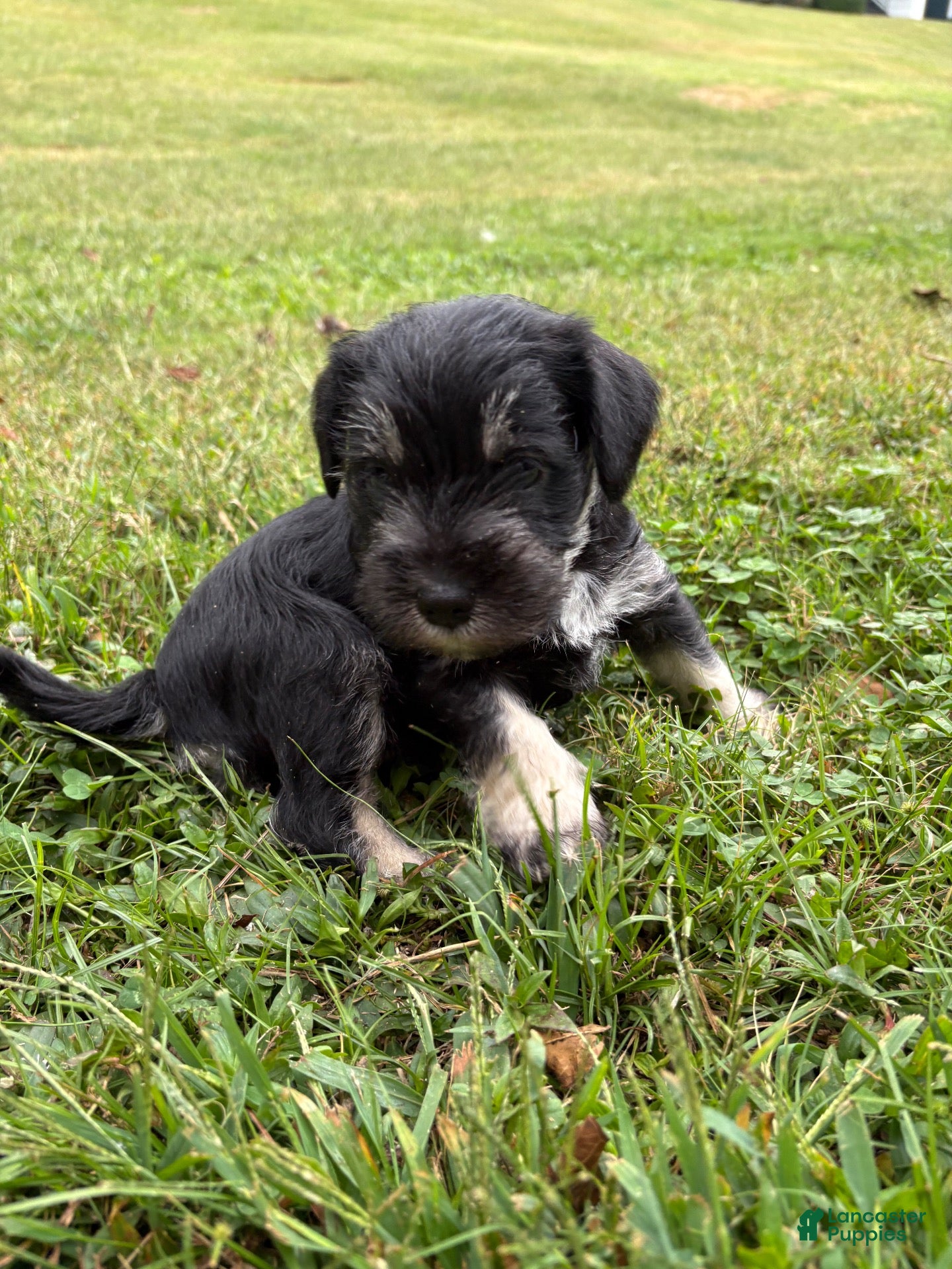 Standard Schnauzer dogs for sale: Artemis (Black) - Ad 2