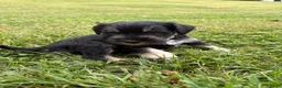Standard Schnauzer dogs for sale: Artemis (Black) - Ad 1