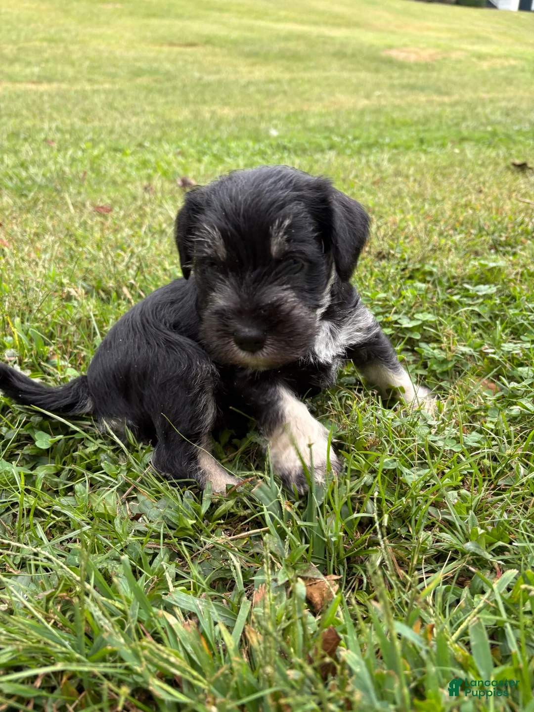 Standard Schnauzer dogs for sale: Artemis (Black) - Ad 1