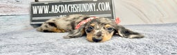 Dachshund dogs for sale: Ch Harriet LH dappleAkc - Ad 2