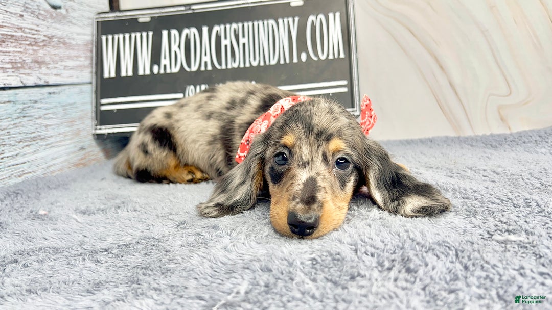 Dachshund dogs for sale: Ch Harriet LH dappleAkc - Ad 2