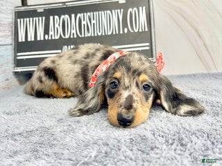 Dachshund dogs - Ad 39
