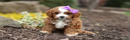 Cavapoo dogs for sale: Minnie - Ad 6