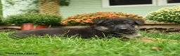 German Shepherd dogs for sale: Otto - Ad 3