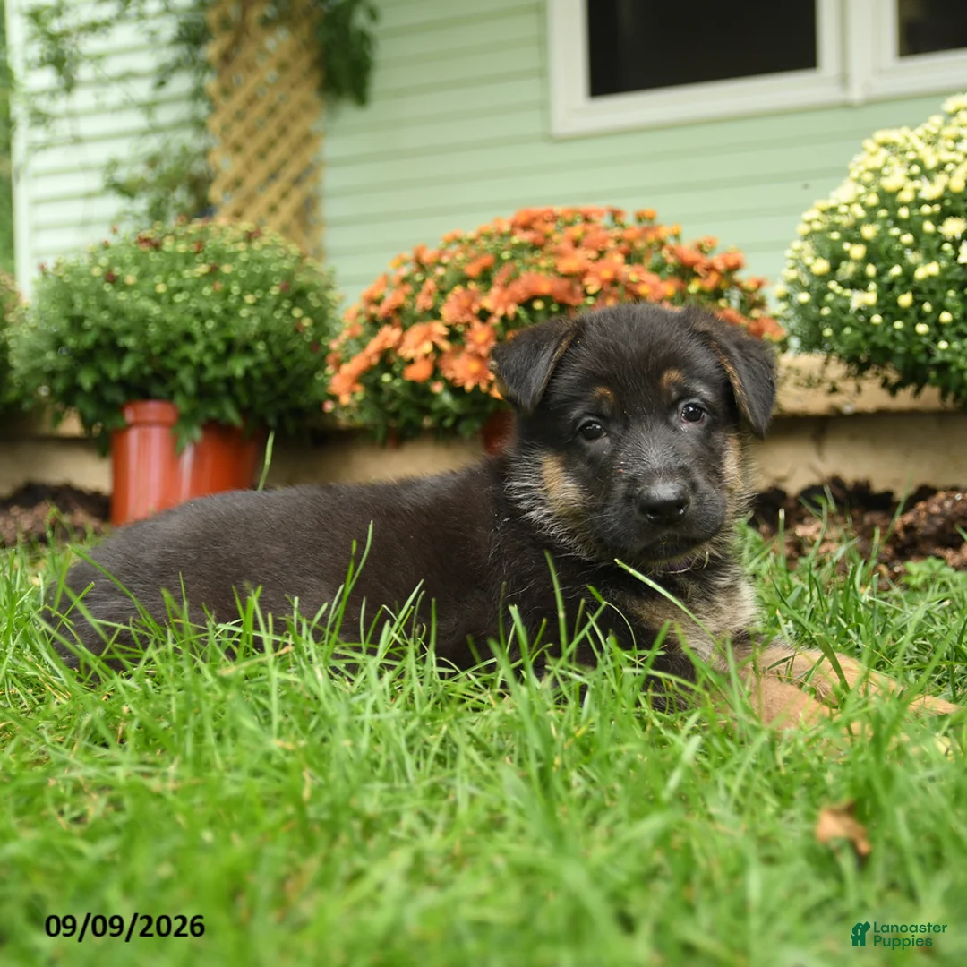 German Shepherd dogs for sale: Otto - Ad 3