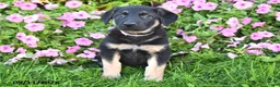 German Shepherd dogs for sale: Tina - Ad 2