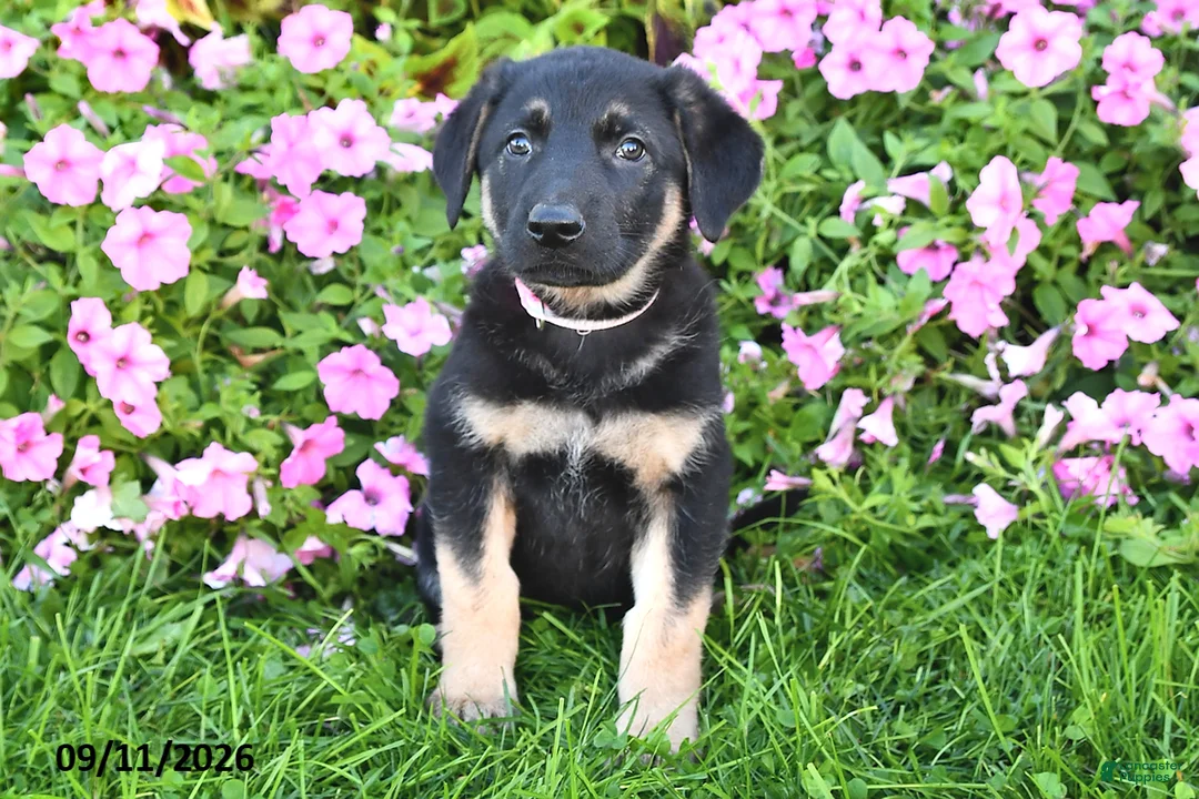 German Shepherd dogs for sale: Tina - Ad 2