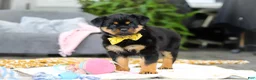 Rottweiler dogs for sale: Storm - Ad 3