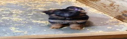 German Shepherd dogs for sale: German Shepherd 3 - Ad 10