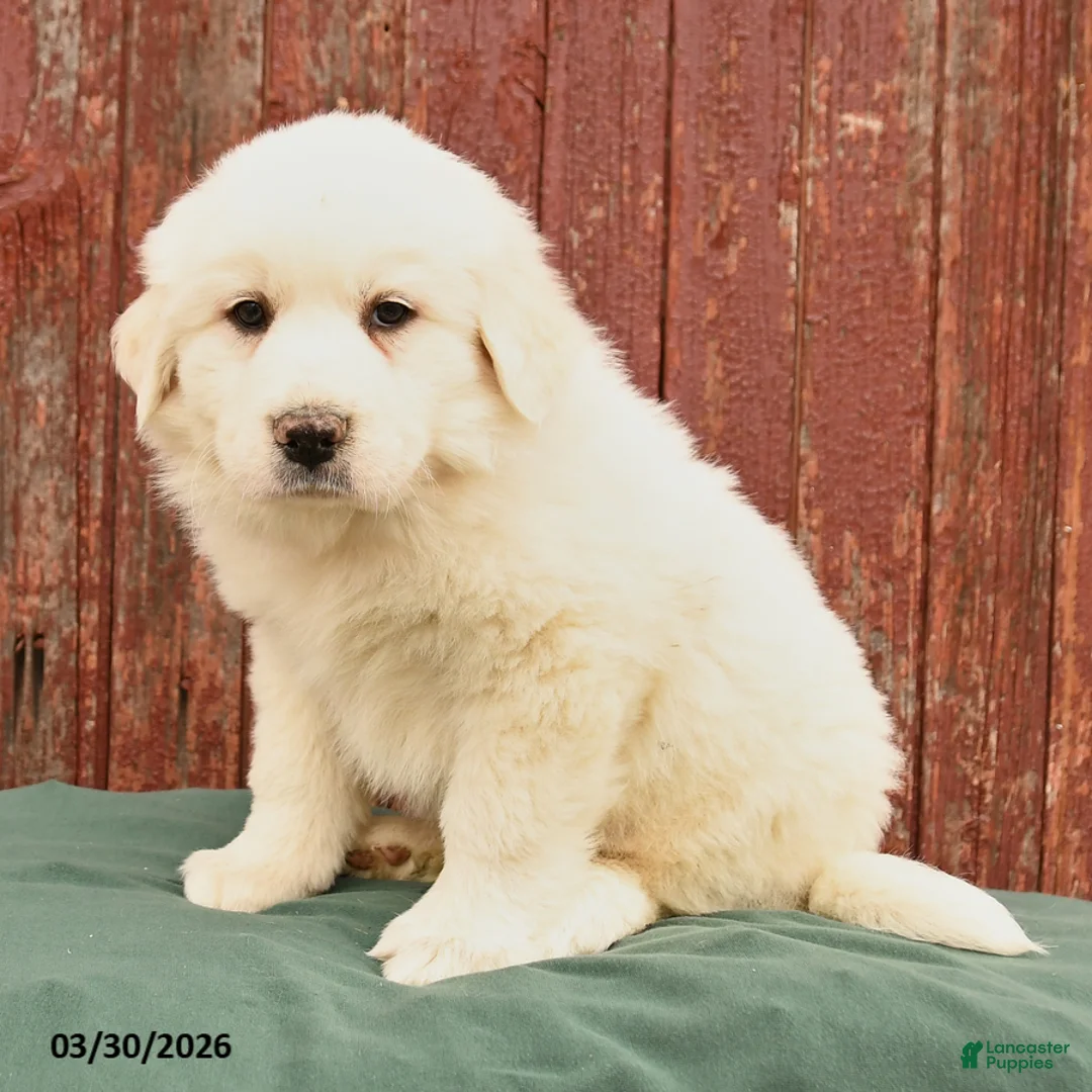 Great Pyrenees dogs for sale: Rufus - Ad 2