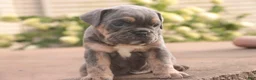 English Bulldog dogs for sale: Sophie English Bulldog  - Ad 7