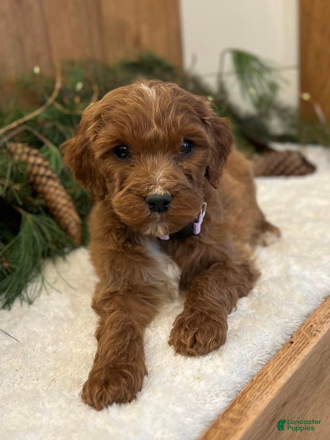 Irish Doodle dogs for sale: Ellie - Ad 6