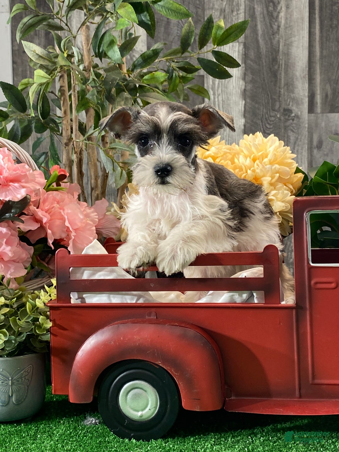 Miniature Schnauzer dogs for sale: Kate - Ad 3