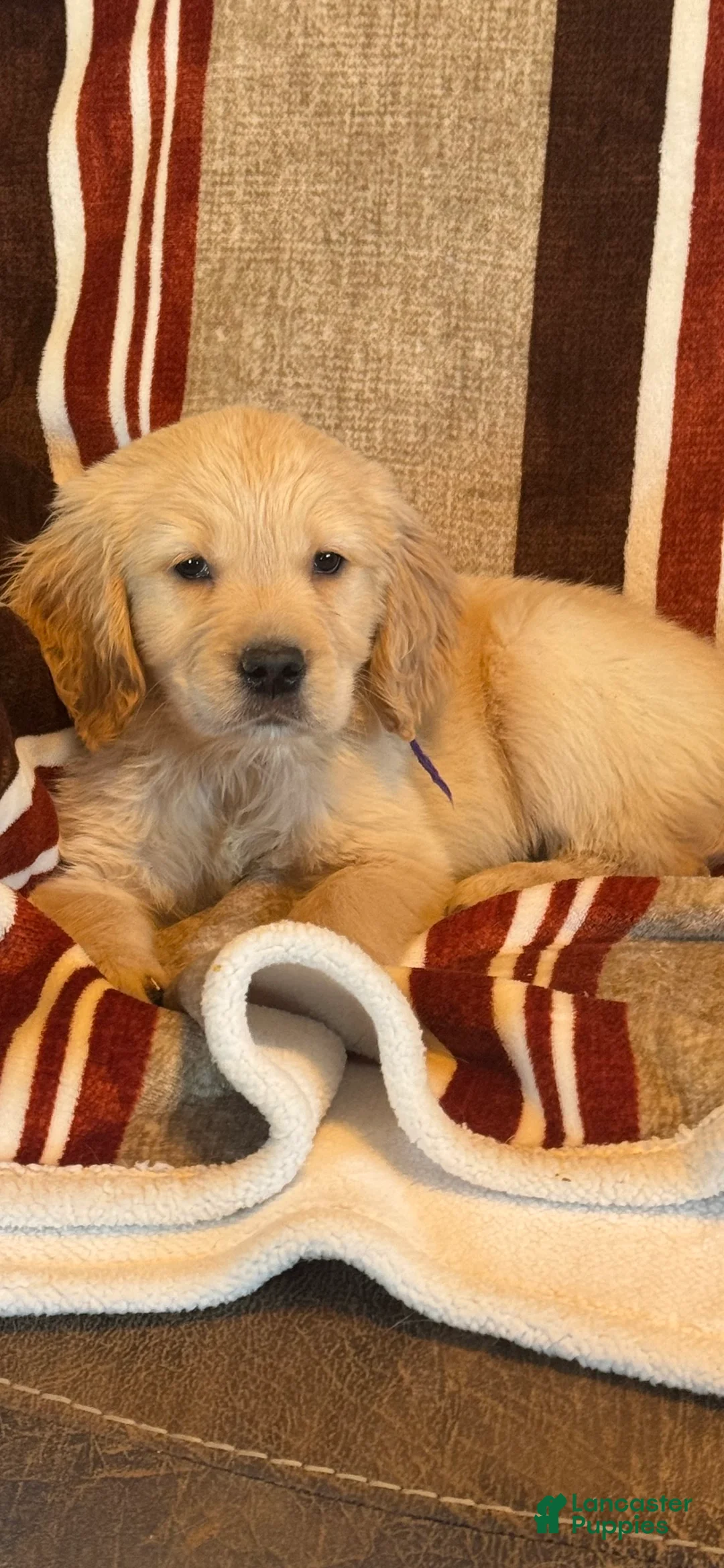 Golden Retriever dogs for sale: Purple Male -Penny  - Ad 3