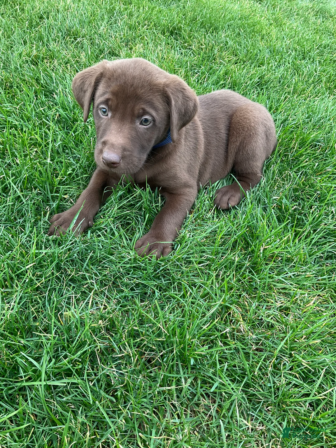 Labrador Retriever dogs for sale: Charlie - Ad 1