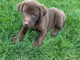 Labrador Retriever dogs for sale: Charlie - Ad 4