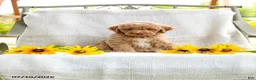 Mini Goldendoodle dogs for sale: Jared - Ad 2