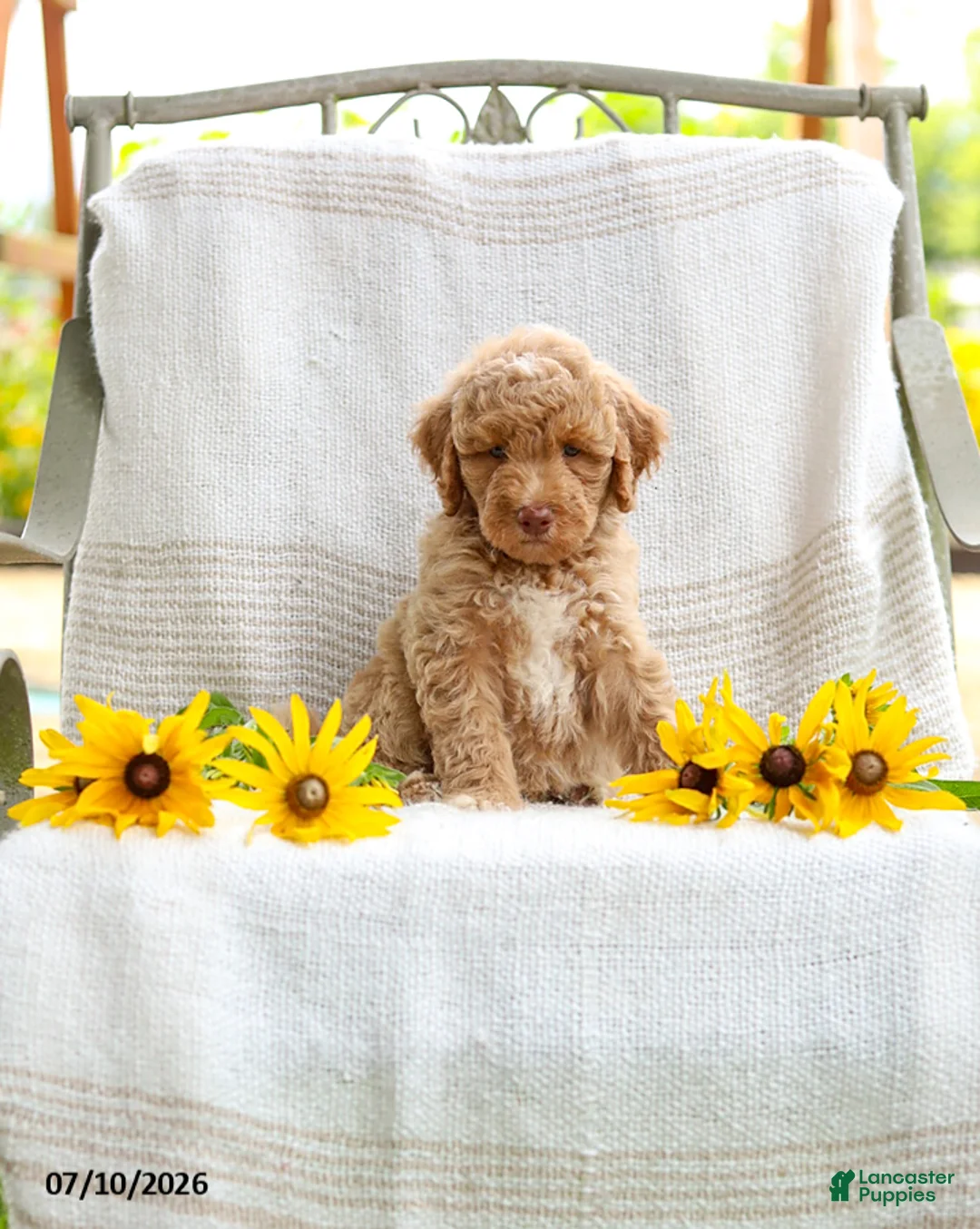 Mini Goldendoodle dogs for sale: Jared - Ad 2