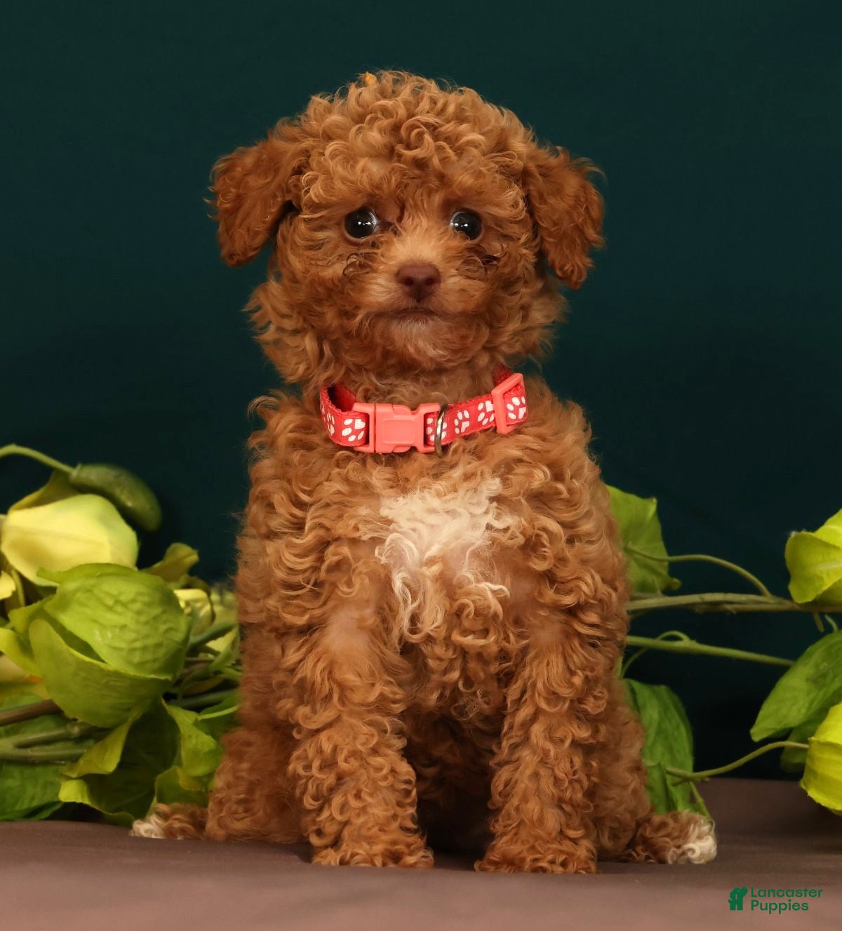 Toy Poodle dogs Queenie - Ad 2