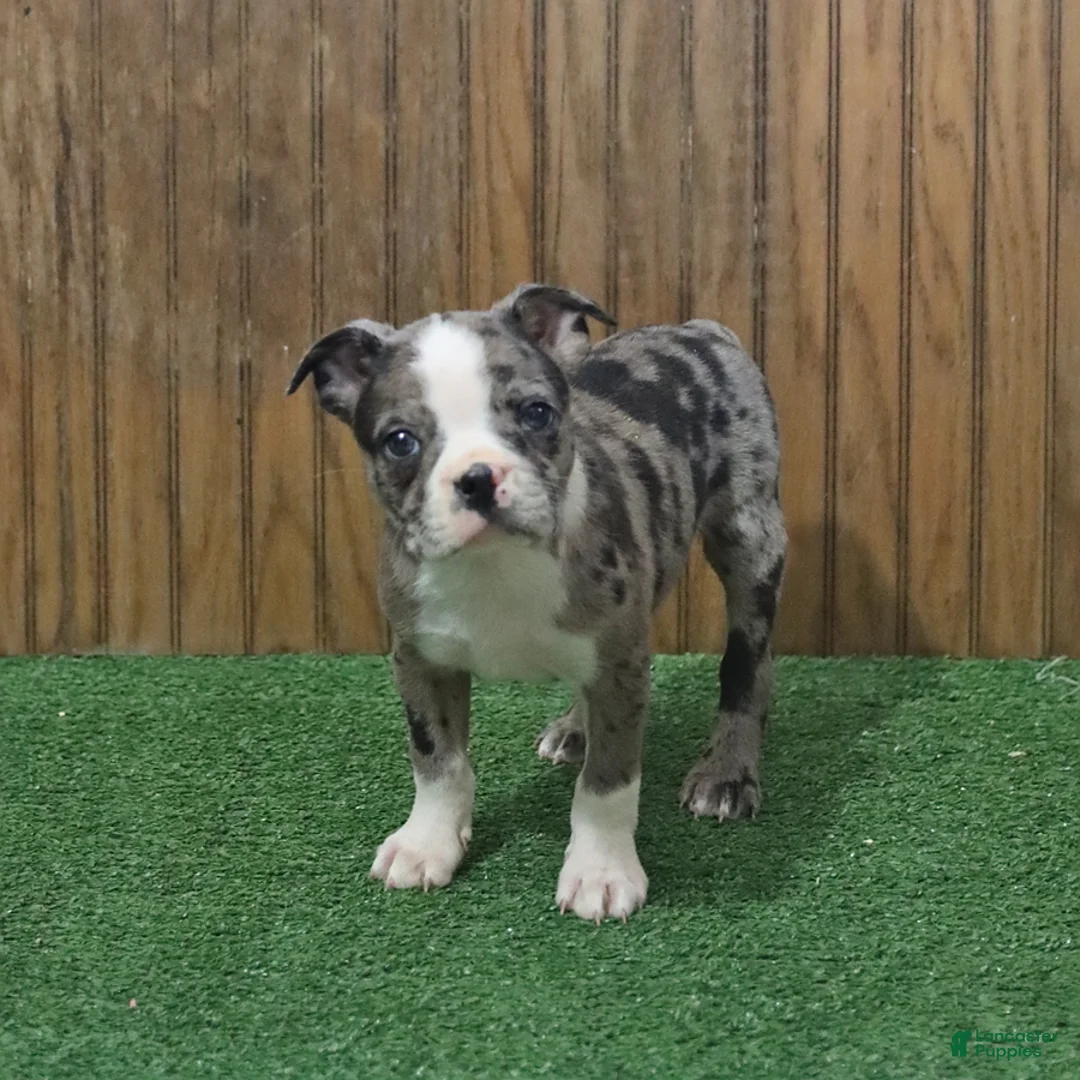 Boston Terrier dogs for sale: Buster - Ad 5