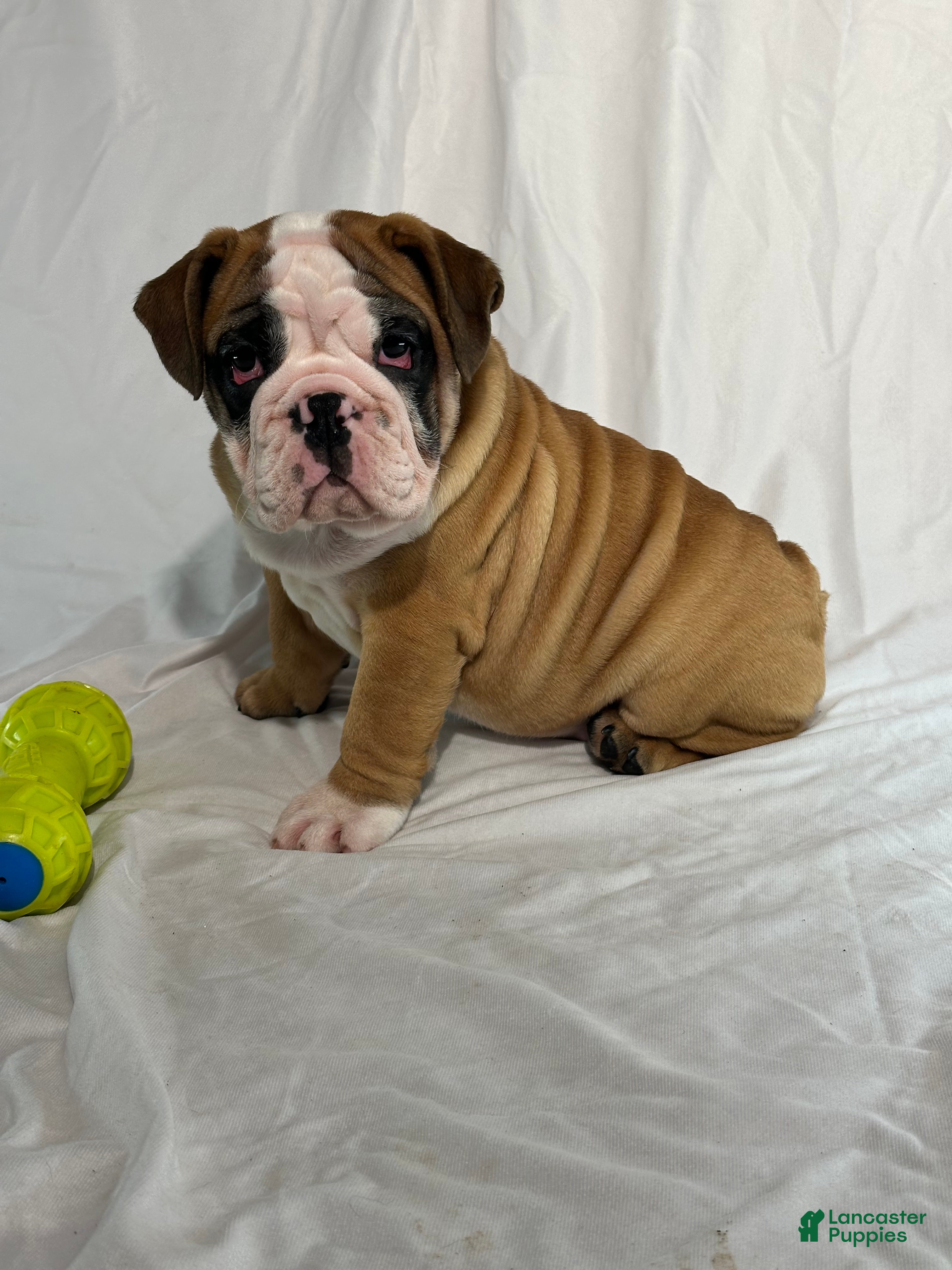 English Bulldog dogs Rosie - Ad 37