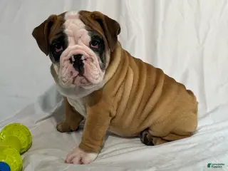 English Bulldog dogs Rosie - Ad 5