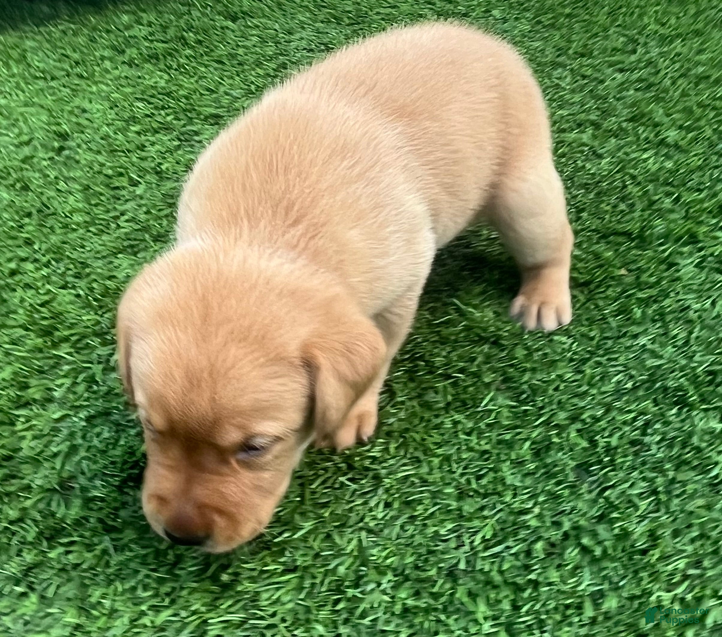 Labrador Retriever dogs for sale: Brioche Yell Male - Ad 3