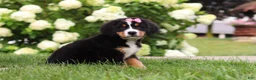 Bernese Mountain Dog dogs for sale: Marcy - Ad 3