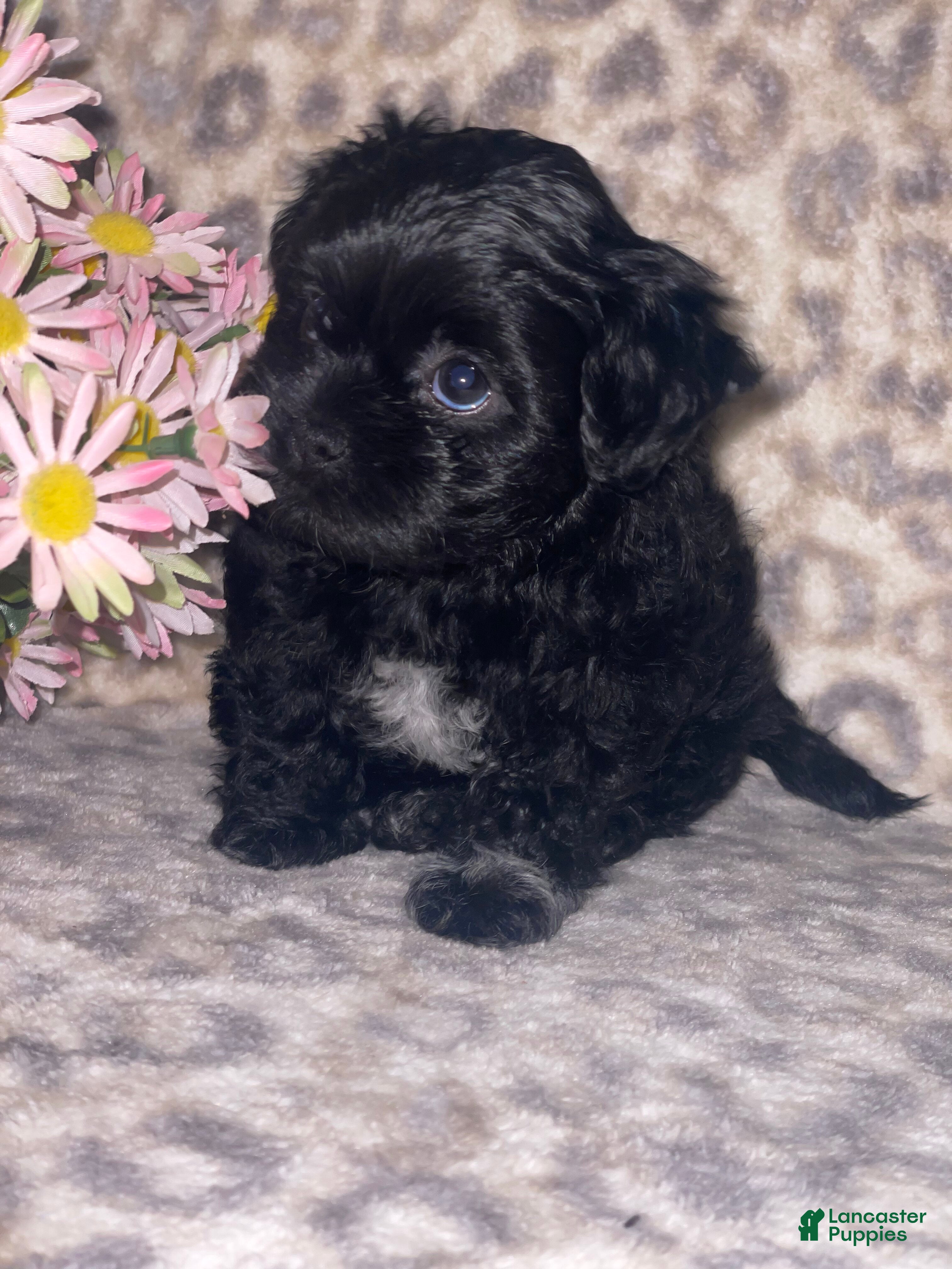 Teddy Bear dogs Teddy Bear Mindy - Ad 10