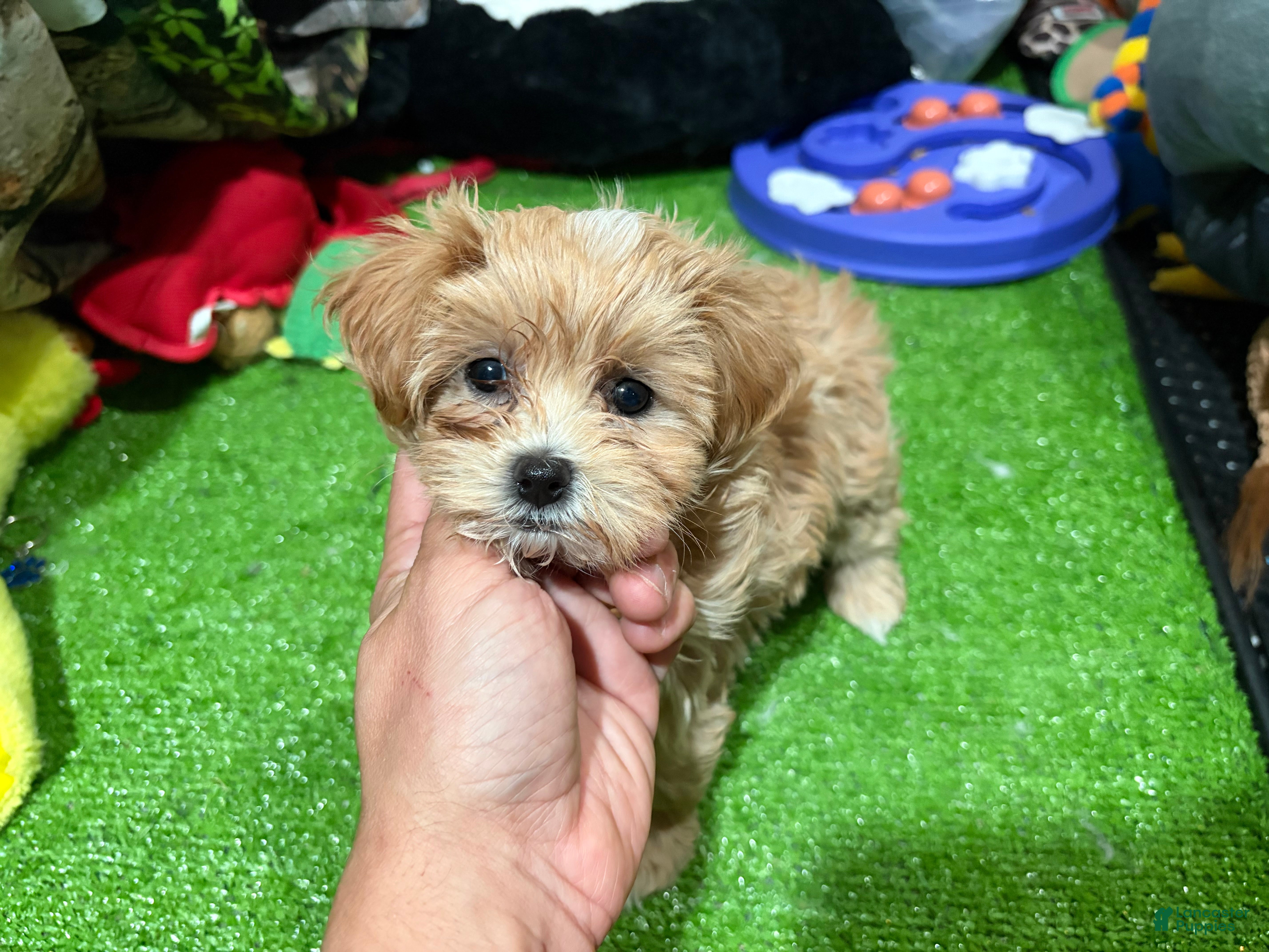 Maltipoo dogs Quai - Ad 24