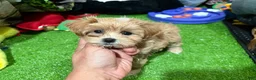 Maltipoo dogs for sale: Quai - Ad 1