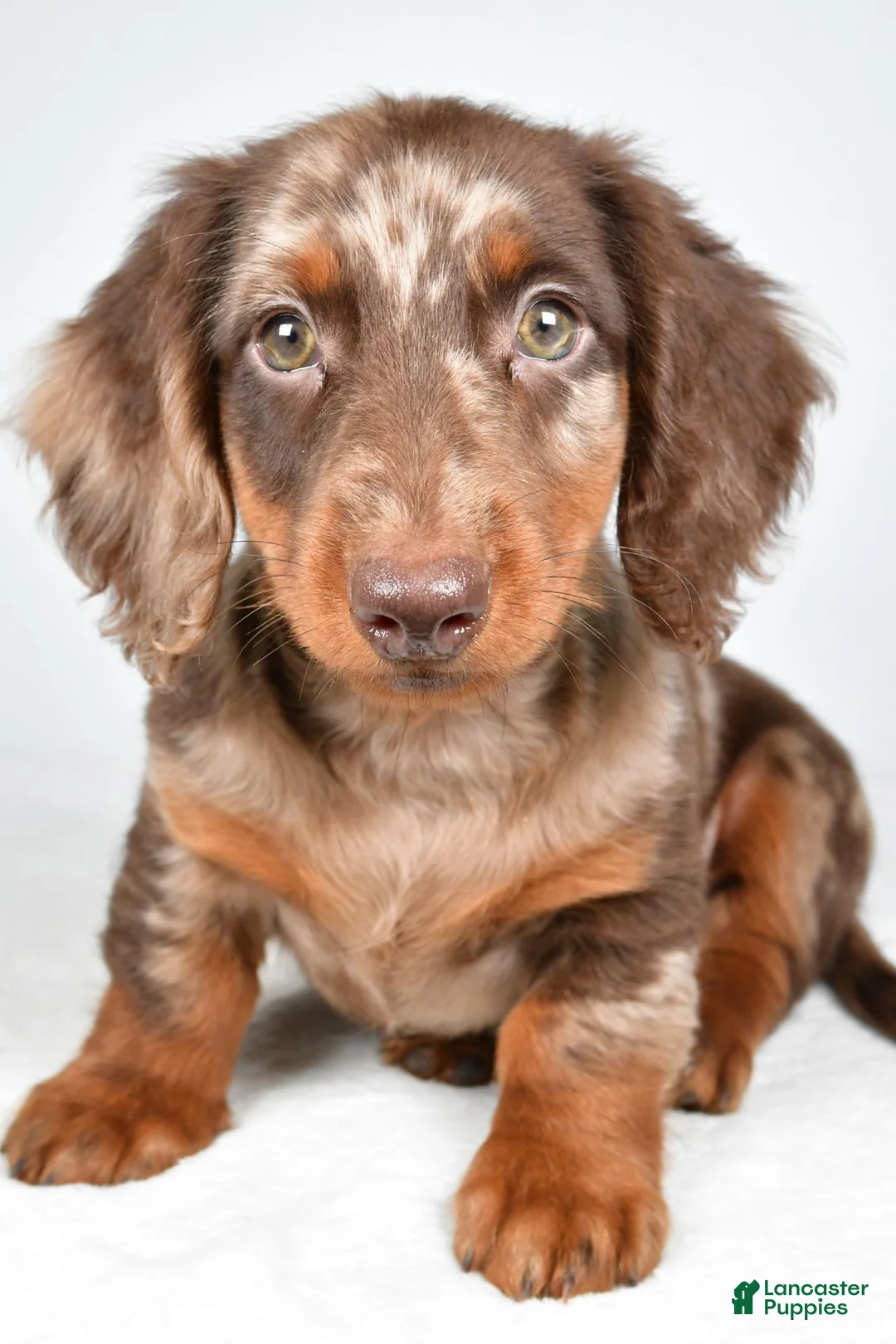 Dachshund dogs for sale: Max - Ad 1