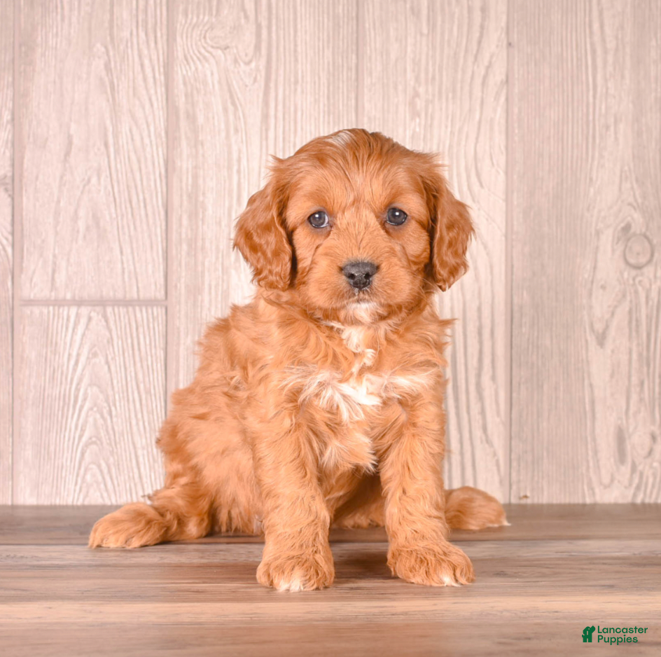 Cavapoo dogs FOX - Ad 2