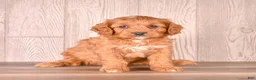 Cavapoo dogs for sale: FOX - Ad 2