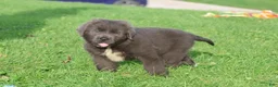 Newfoundland dogs for sale: Durango - Ad 4