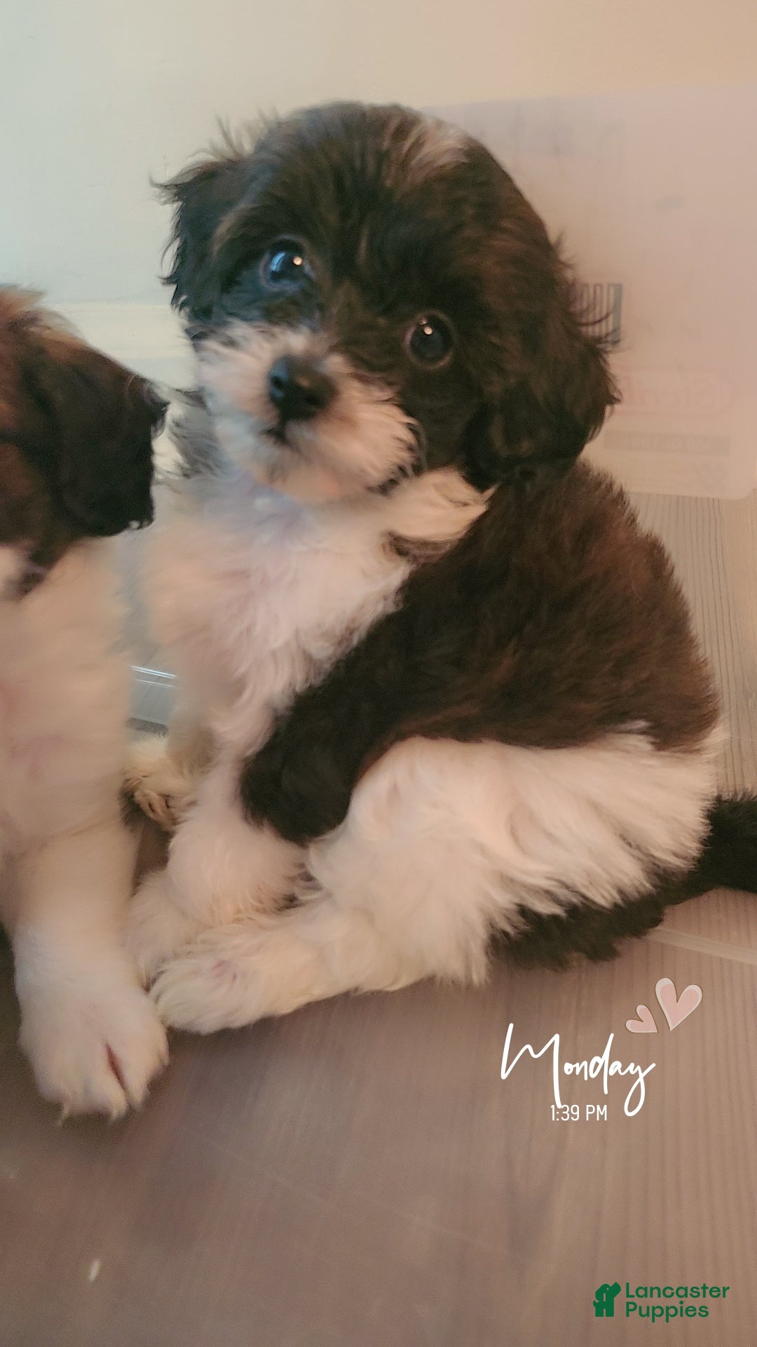 Cavapoo dogs Paris - Ad 40
