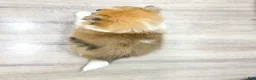 Pomeranian dogs for sale: Dolly - Ad 4