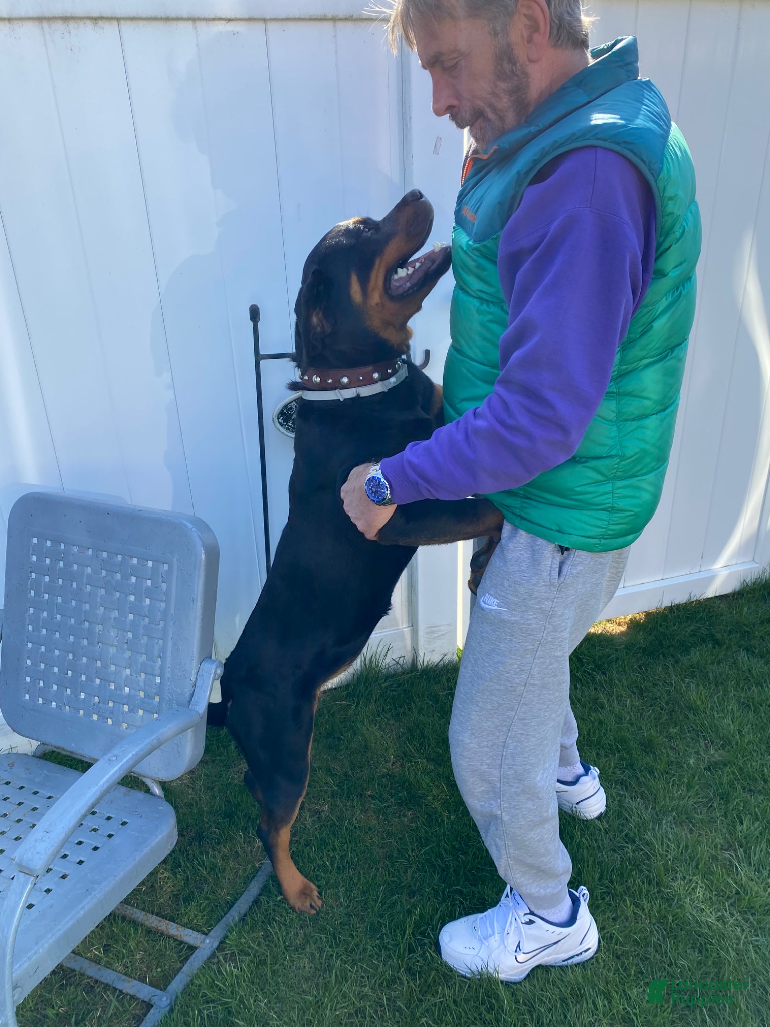 Rottweiler dogs Rottweiler Puppy 1 - Ad 39