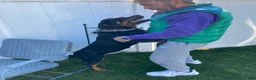 Rottweiler dogs for sale: Rottweiler Puppy 1 - Ad 1