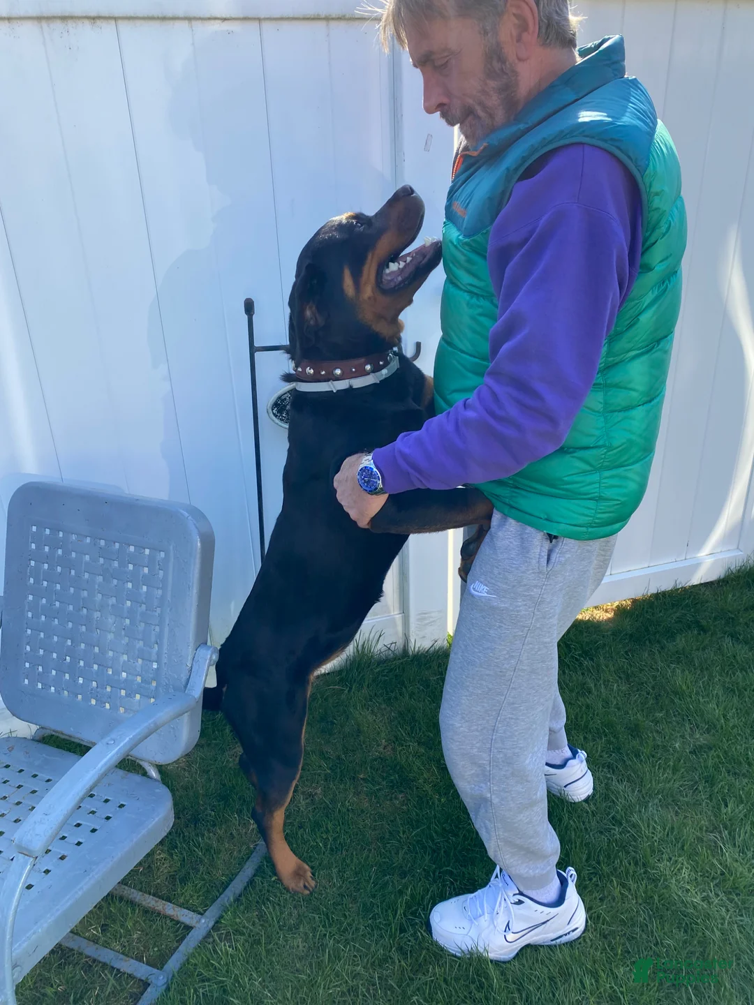 Rottweiler dogs for sale: Rottweiler Puppy 1 - Ad 1