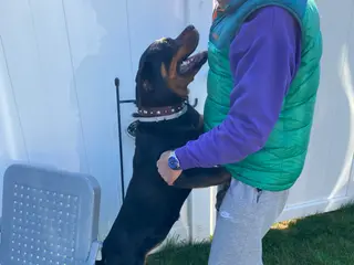 Rottweiler dogs Rottweiler Puppy 1 - Ad 39