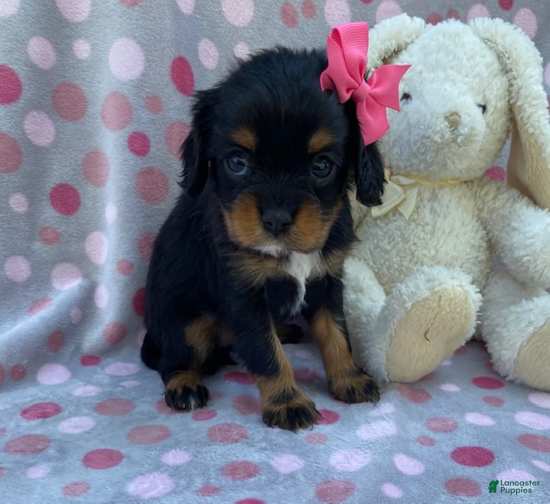 Cavalier King Charles Spaniel dogs for sale: Oakley-small - Ad 2