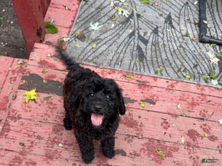 Mixed Breed dogs - Ad 35